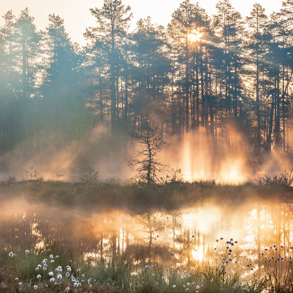 Skog och vatten från originalwebbplatsen